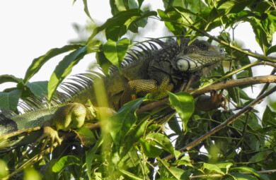 Iguana Verde
