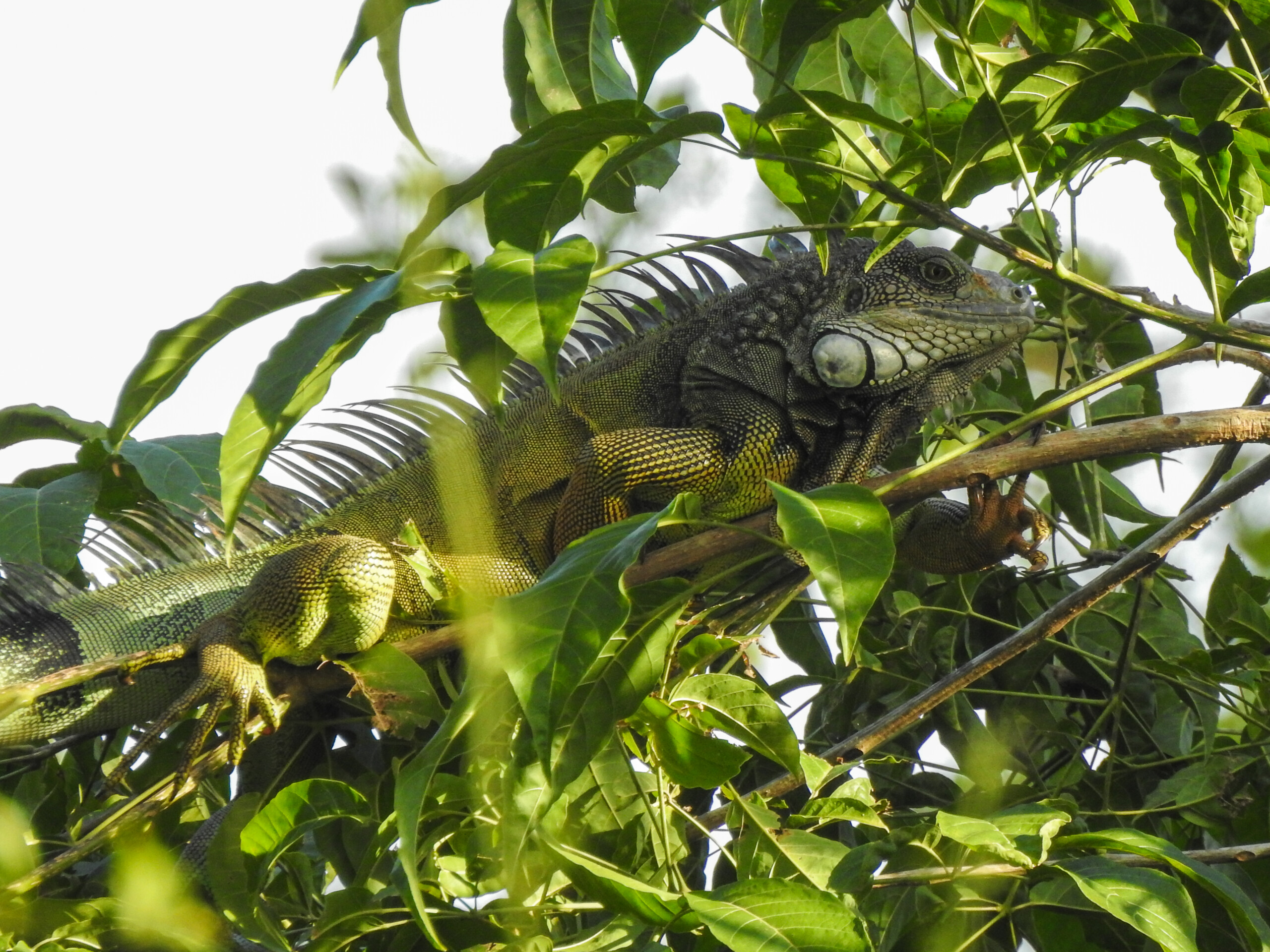 Iguana Verde