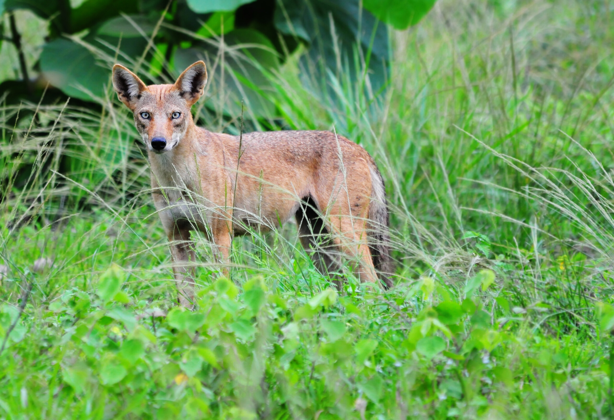 Coyote