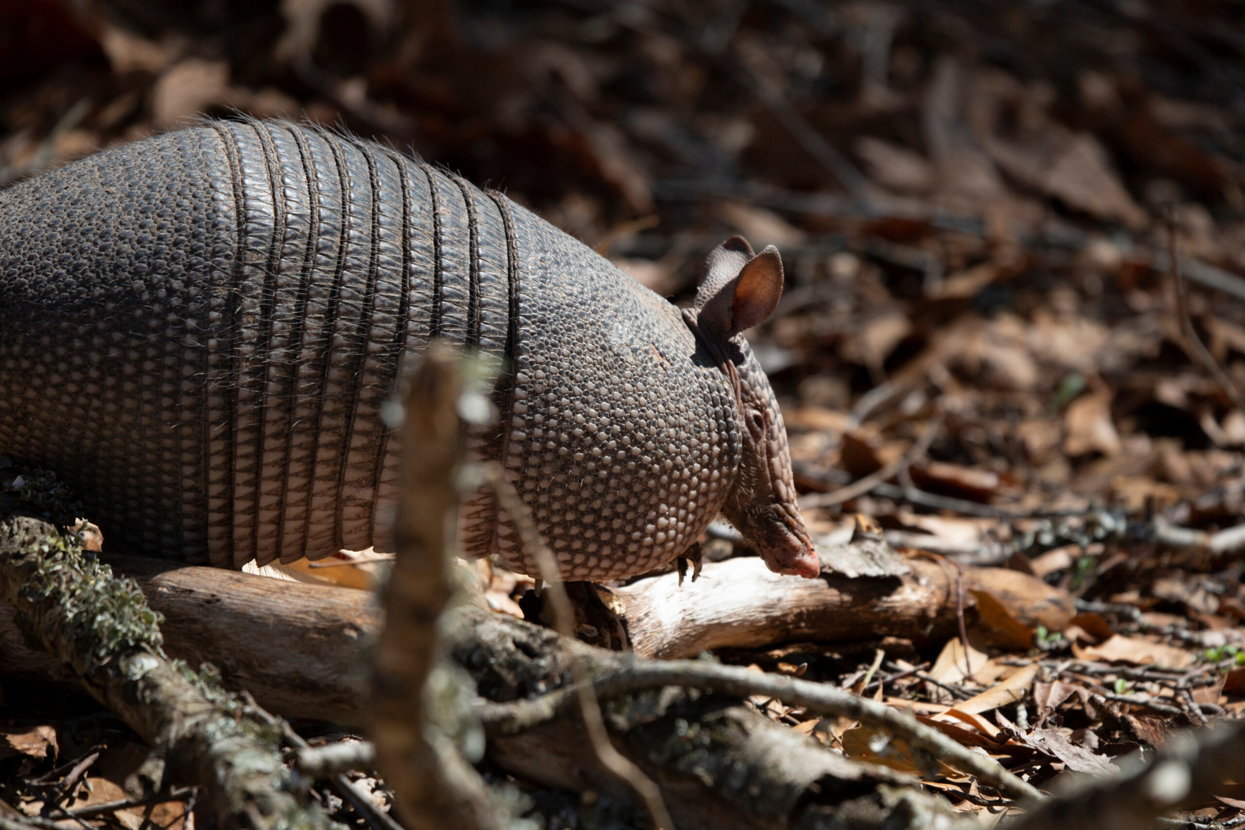 Armadillo