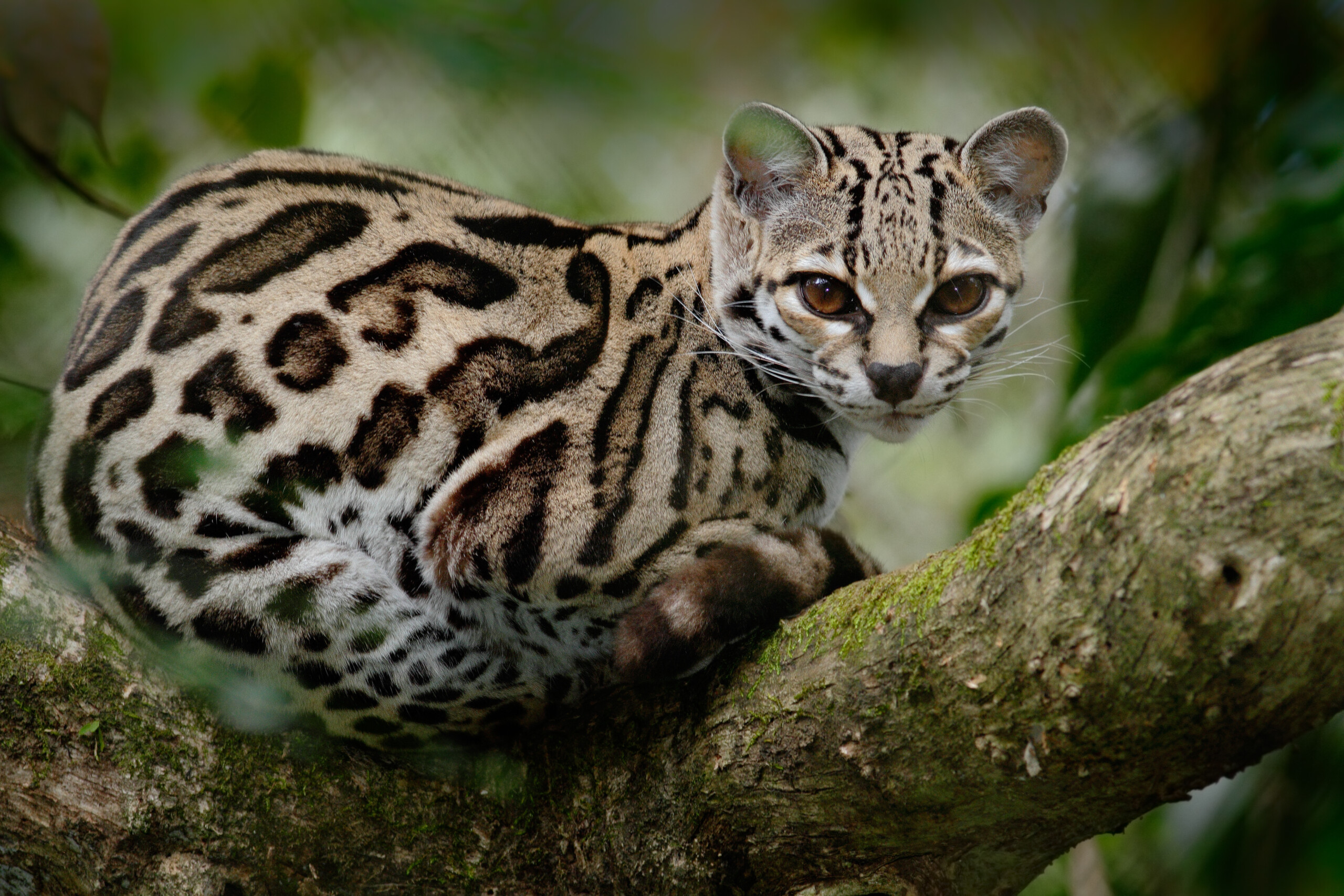 Ocelote o Tigrillo